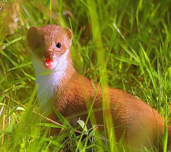 a fur animal of the family of cunichi