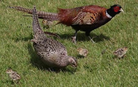 Gray partridge, keklik, turach, peacock are the birds of the family of pheasant