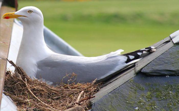 Silver Seagull: Description, Reproduction and Interesting Facts