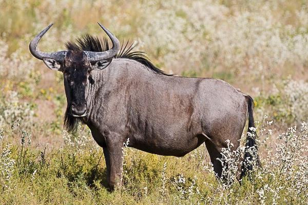 wildebeest