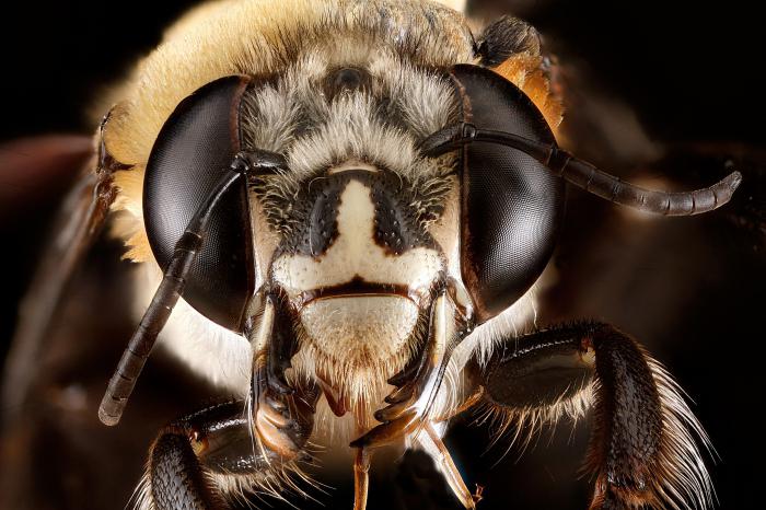 How many eyes do bees have? Facet and photographic vision