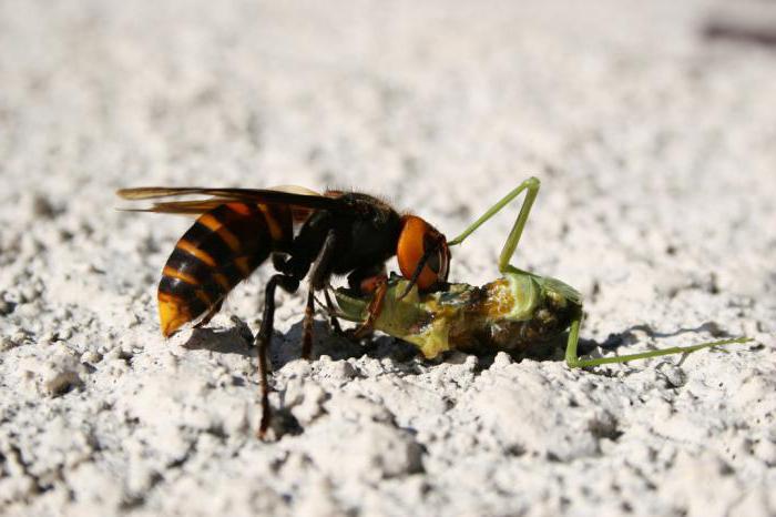 The deadly Japanese hornet is an insect that causes terror