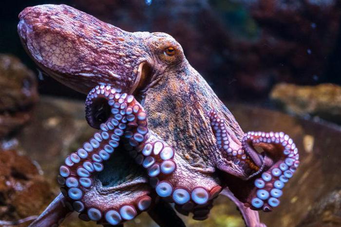 The octopus is an amazing inhabitant of the sea