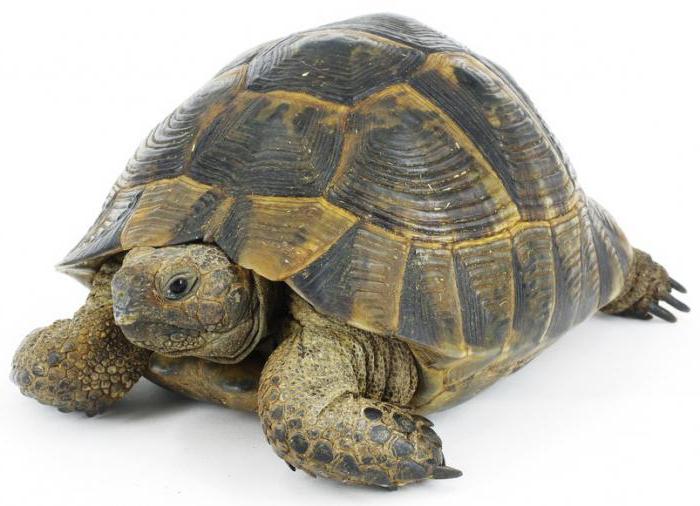 Mediterranean tortoise description 