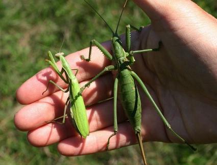Steppe Dibble - The Endangered Grasshopper