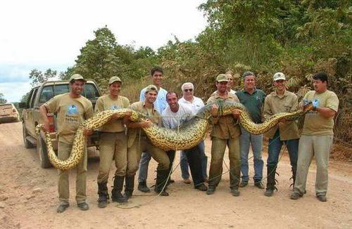 Big Anaconda Snake