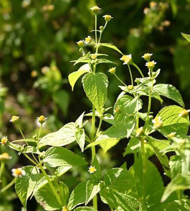 weed grass American