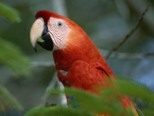 Tropical Africa in all its diversity