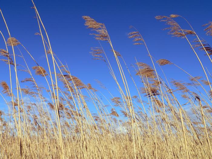 Reed ordinary: description, application, photo