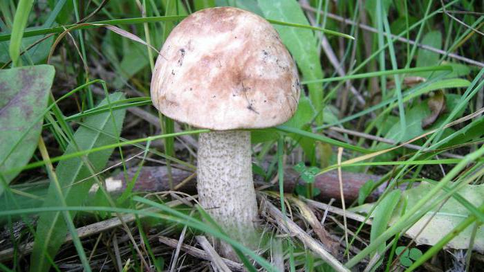 At what temperature grow mushrooms in the autumn podberezoviki