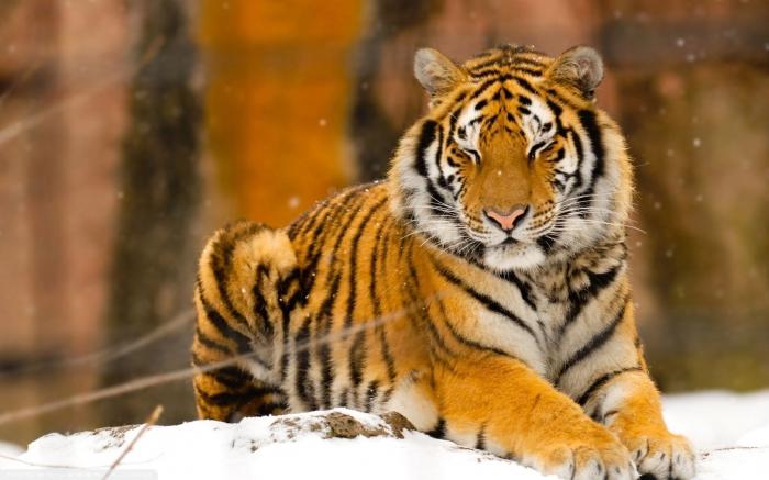 Ussuriysky tiger - northern beauty