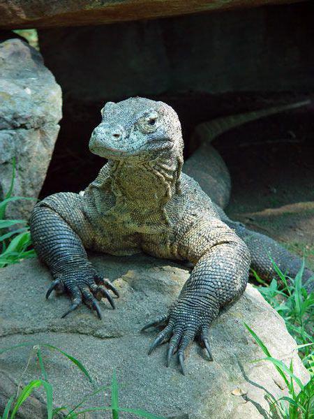 Varan Komodo Photo