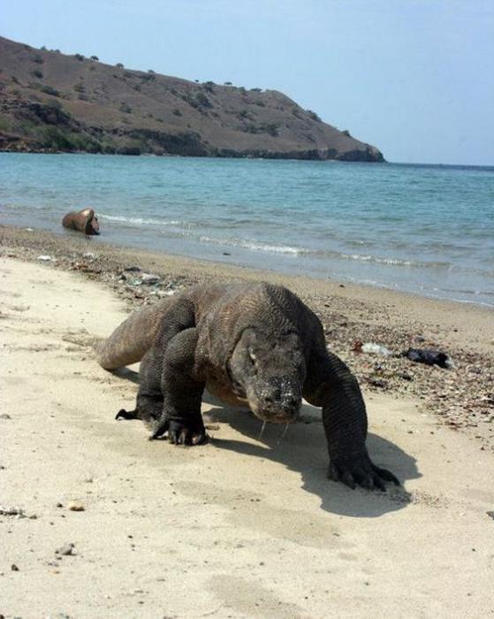 lizards of the Komodo island