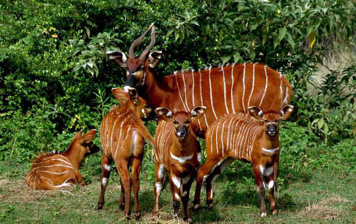 Antelope: description of species