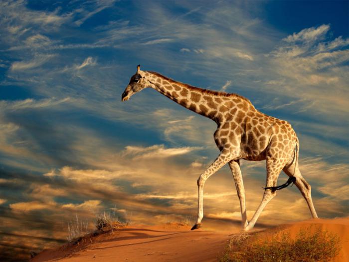 The height of the giraffe, including the neck and head. Giraffe's growth