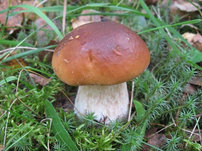 mushrooms of the Volgograd region edible and poisonous