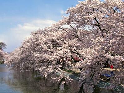 The time when cherry blossoms, for the Japanese the most blessed