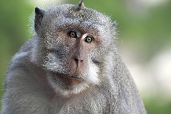 Javanese macaque