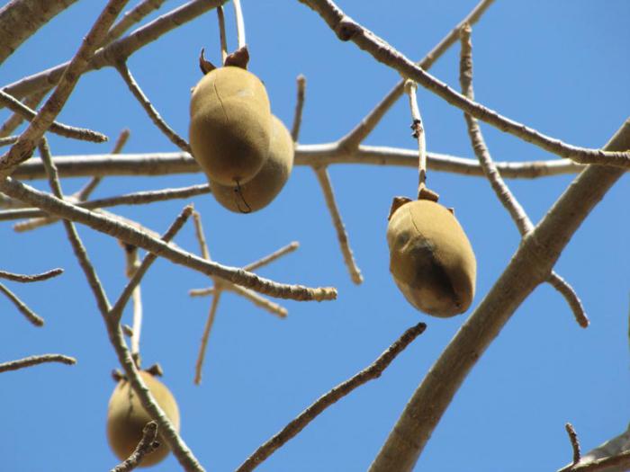 Mysterious baobab: a miracle tree