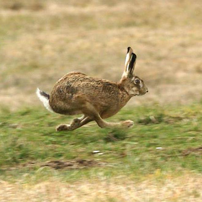 Hares. Their biological features. What is the maximum speed of a hare?