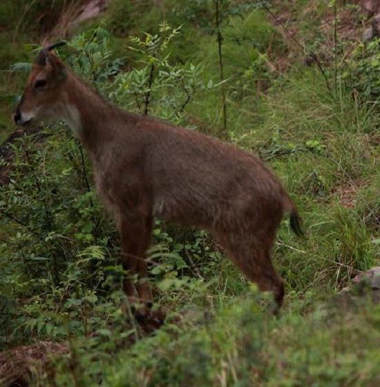 Broad-leaved forest animals - large species diversity