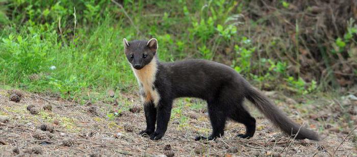 Plants and animals of the Urals