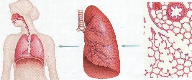 biological system