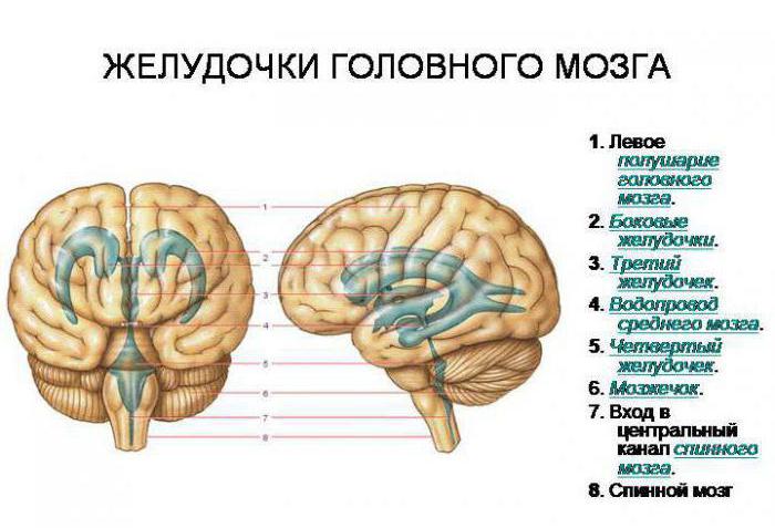 lateral ventricle