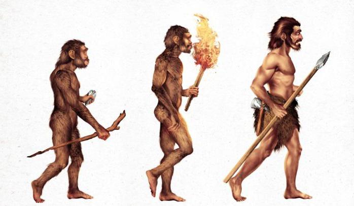 What is characteristic for human evolution?