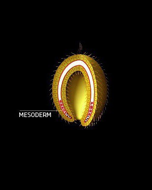 What is the mesoderm and what is its development?