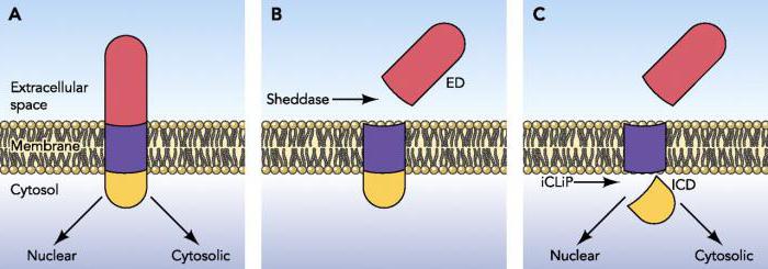 Energy function of proteins: examples and description. What proteins and where does the energy function?