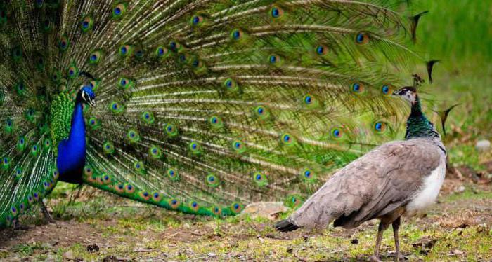 where the bird of the peacock lives