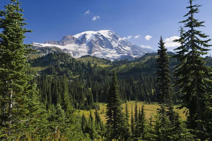 what benefits do coniferous forests bring to the