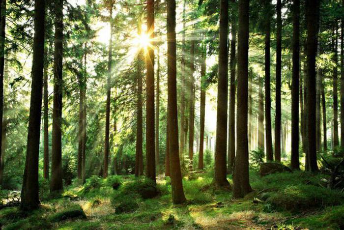 What is the benefit of coniferous forests for humans?