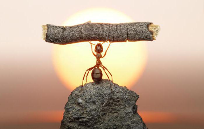 What are the benefits of ants 