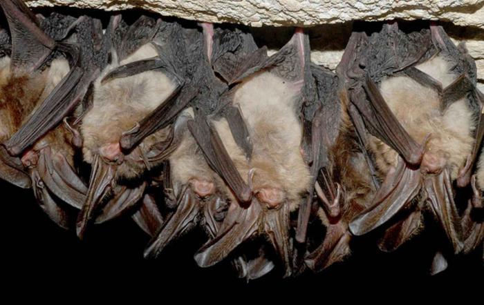 A bat is a bird or an animal? Types of bats and their characteristics