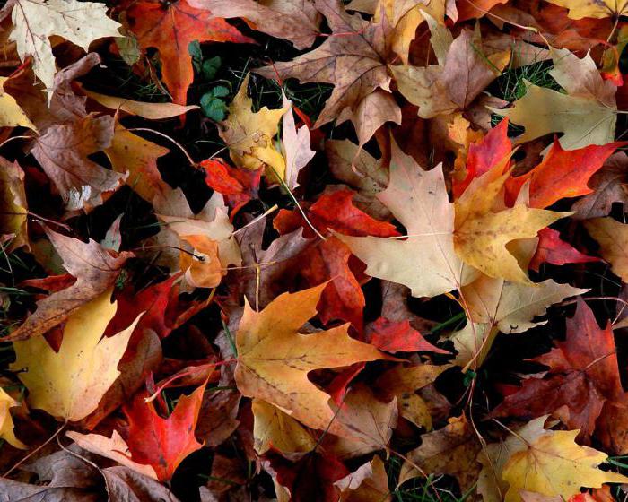 Mini-composition about autumn for schoolchildren