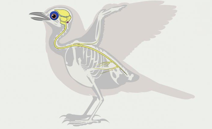 Класс птицы нервная. Нервная система система птиц. Центральная нервная система птиц. НС птиц. Спинной мозг птиц.