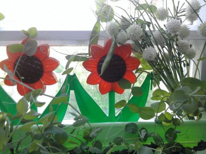 garden on the window in kindergarten decoration 