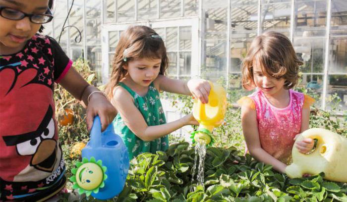 Garden on the window in the kindergarten: decoration (ideas)