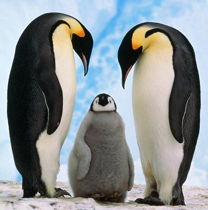 penguin animal