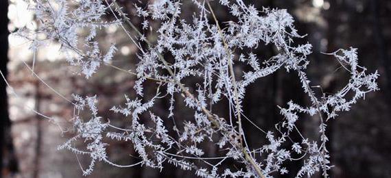 Why does dew appear in the evening after a hot day? Basic conditions for its appearance