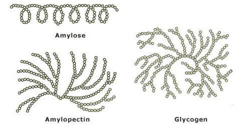 carbohydrates polysaccharides