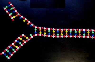 The principle of complementarity: the essence of the concept and the main regularities in the field of genetics