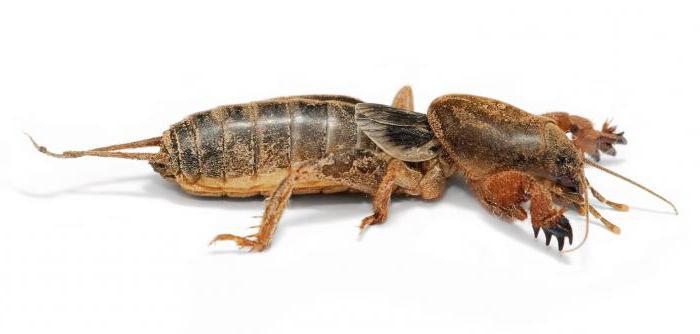 detachments of insects cockroach prickworthy earwigs