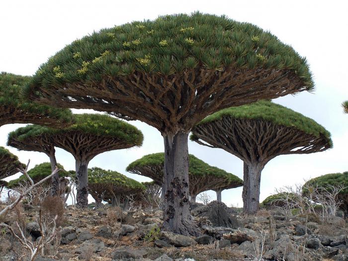 a variety of flowering plants