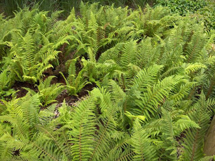 spore plants ferns