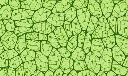 structure of the cell table structure and functions