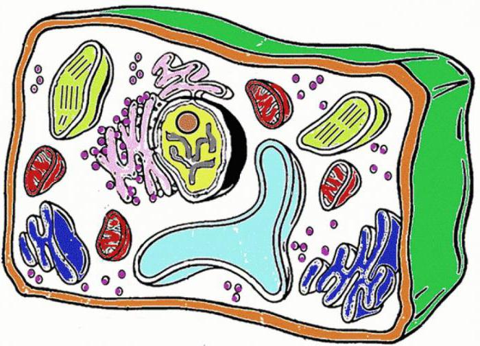 cell function of the body