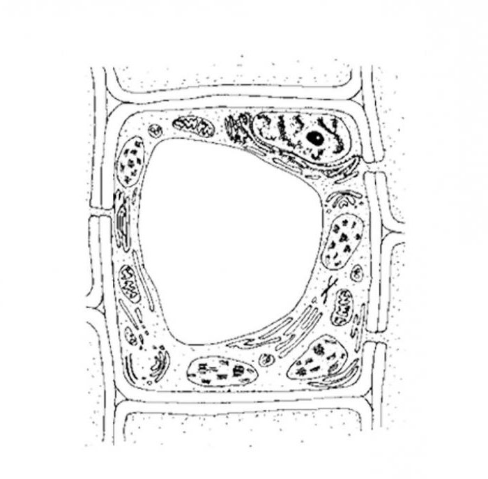 functions of substances in a cell